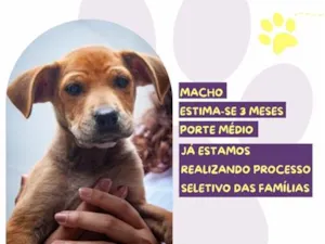 Cachorro raça SRD-ViraLata idade 2 a 6 meses nome Adriel