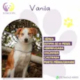 Vanila