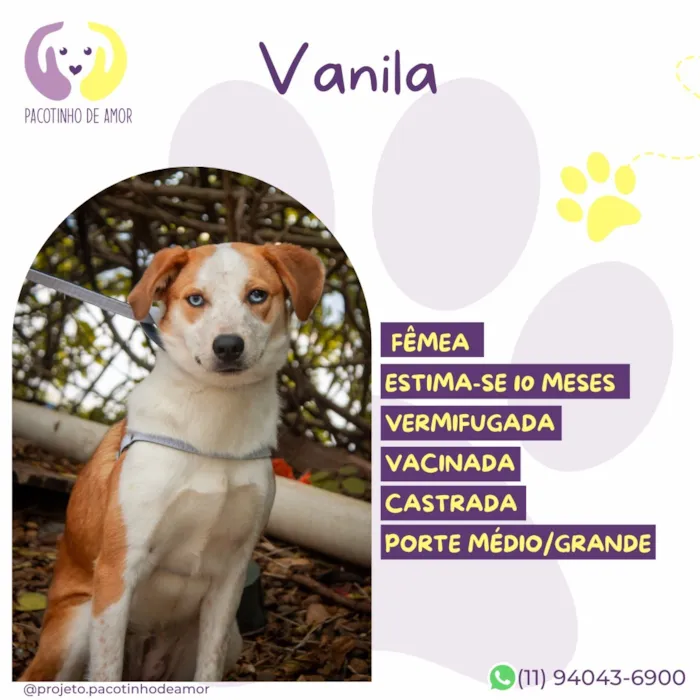 Cachorro raça SRD-ViraLata idade 7 a 11 meses nome Vanila