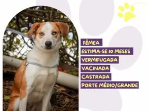 Cachorro raça SRD-ViraLata idade 7 a 11 meses nome Vanila
