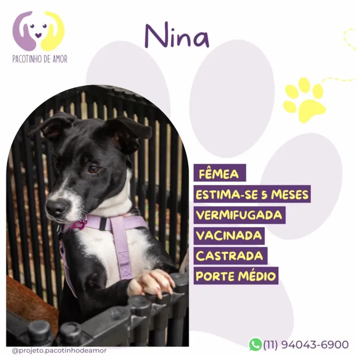 Cachorro raça SRD-ViraLata idade 2 a 6 meses nome Nina