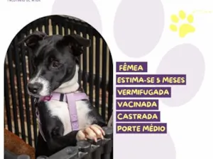 Cachorro raça SRD-ViraLata idade 2 a 6 meses nome Nina