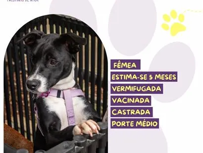 Cachorro raça SRD-ViraLata idade 2 a 6 meses nome Nina