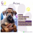 Atlas