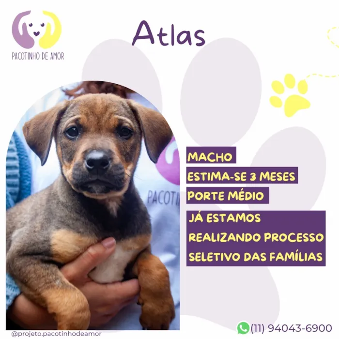 Cachorro raça SRD-ViraLata idade 2 a 6 meses nome Atlas