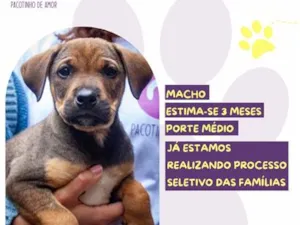 Cachorro raça SRD-ViraLata idade 2 a 6 meses nome Atlas