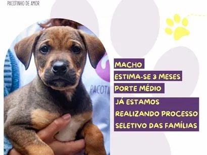 Cachorro raça SRD-ViraLata idade 2 a 6 meses nome Atlas