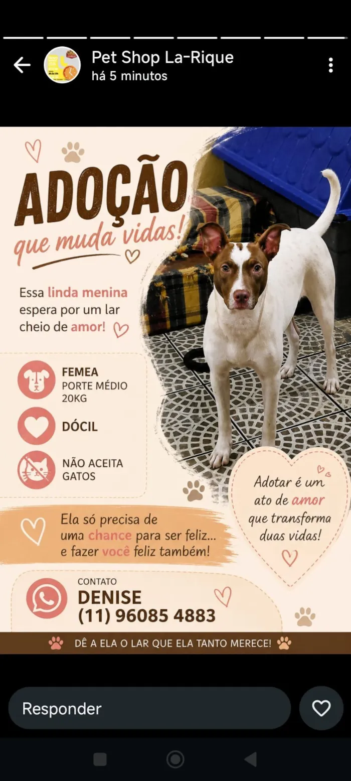 Cachorro raça SRD-ViraLata idade 1 ano nome Aurora 