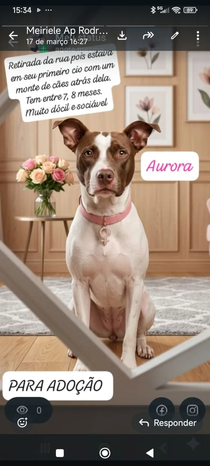 Cachorro raça SRD-ViraLata idade 1 ano nome Aurora 
