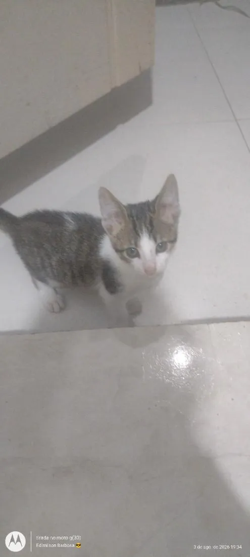Gato raça SRD-ViraLata idade 2 a 6 meses nome não tem nome