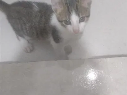 Gato raça SRD-ViraLata idade 2 a 6 meses nome não tem nome