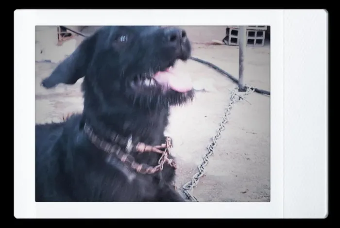 Cachorro raça SRD-ViraLata idade 3 anos nome Toro