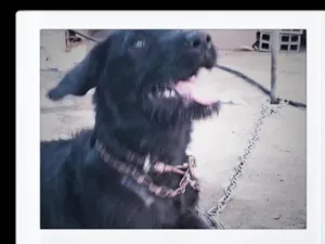 Cachorro raça SRD-ViraLata idade 3 anos nome Toro