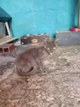 Fiapinho