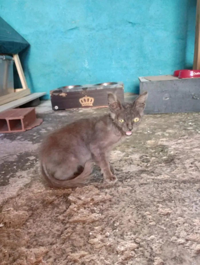 Gato raça SRD-ViraLata idade 2 a 6 meses nome Fiapinho