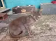 Fiapinho