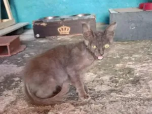 Gato raça SRD-ViraLata idade 2 a 6 meses nome Fiapinho