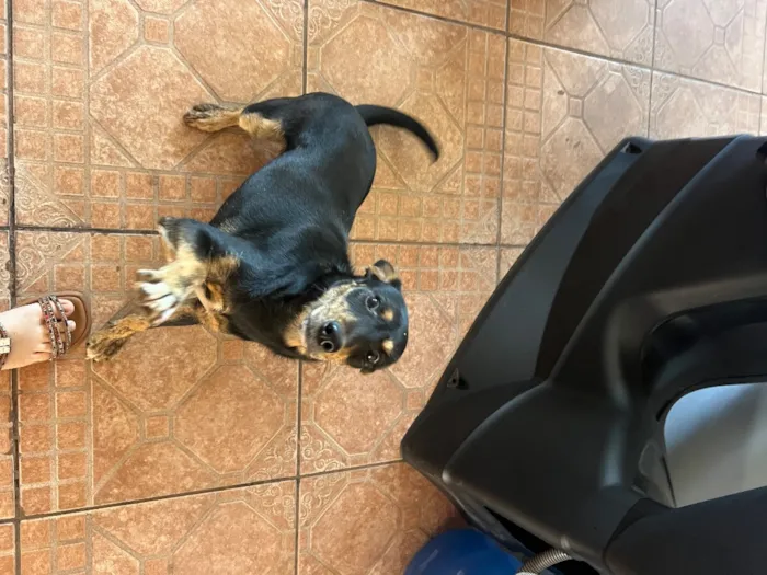 Cachorro raça SRD-ViraLata idade 6 ou mais anos nome Não sei o nome 