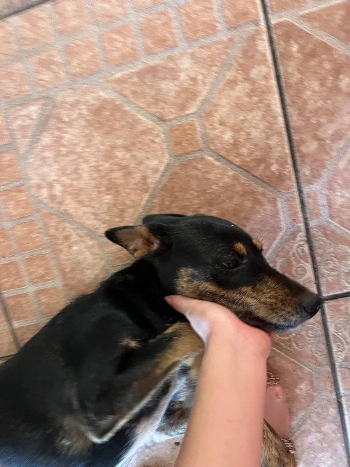 Cachorro raça SRD-ViraLata idade 6 ou mais anos nome Não sei o nome 