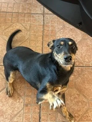 Cachorro raça SRD-ViraLata idade 6 ou mais anos nome Não sei o nome 