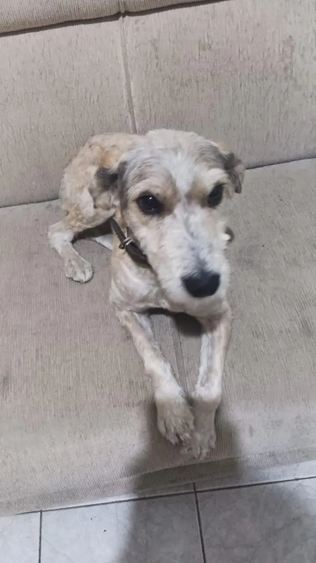 Cachorro raça SRD-ViraLata idade 7 a 11 meses nome Benjamim 