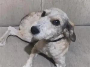 Cachorro raça SRD-ViraLata idade 7 a 11 meses nome Benjamim 