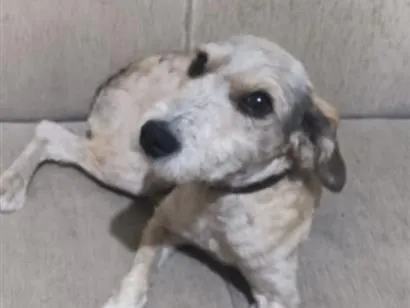 Cachorro raça SRD-ViraLata idade 7 a 11 meses nome Benjamim 