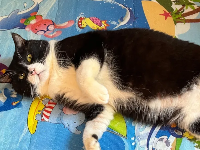 Gato raça SRD-ViraLata idade 5 anos nome Rogério 
