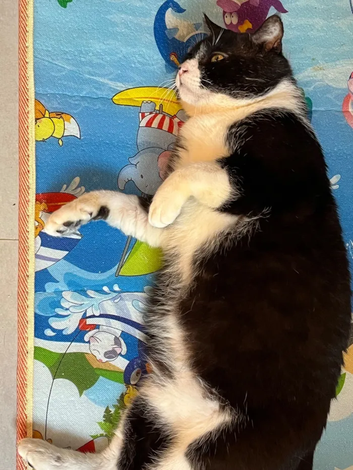 Gato raça SRD-ViraLata idade 5 anos nome Rogério 