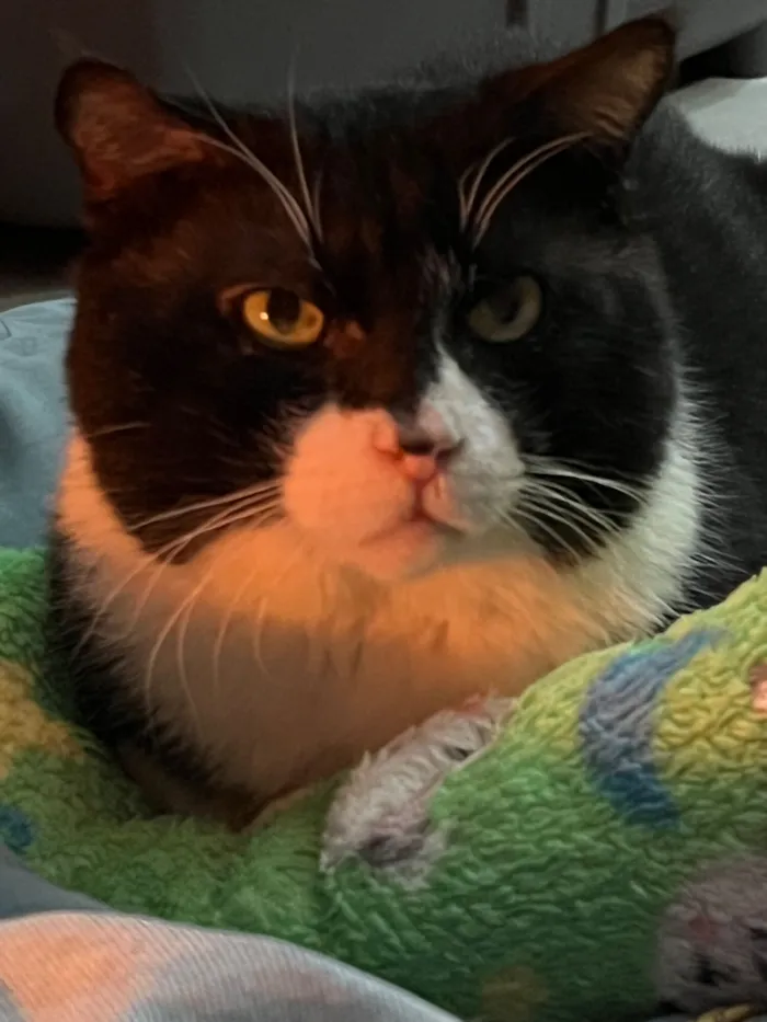 Gato raça SRD-ViraLata idade 5 anos nome Rogério 