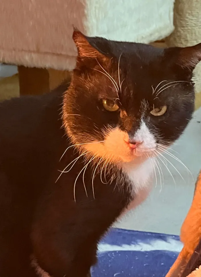 Gato raça SRD-ViraLata idade 5 anos nome Rogério 