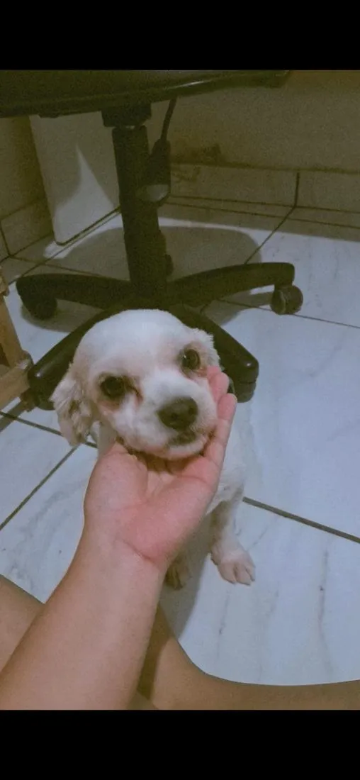 Cachorro raça Shitzu idade 4 anos nome Bob