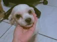 Bob