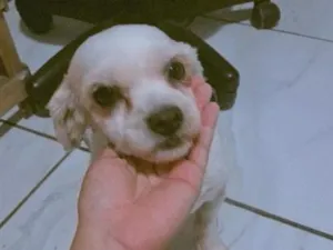 Cachorro raça Shitzu idade 4 anos nome Bob