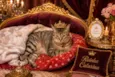 Catarina 
