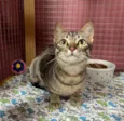Catarina 