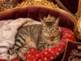 Catarina 