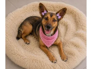 Cachorro raça SRD-ViraLata idade 4 anos nome Gracinha