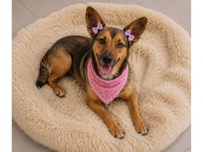 Cachorro raça SRD-ViraLata idade 4 anos nome Gracinha