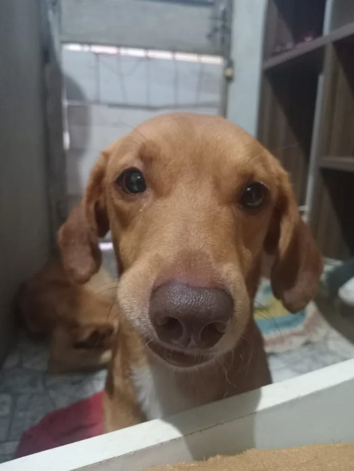 Cachorro raça SRD-ViraLata idade 3 anos nome Dustin