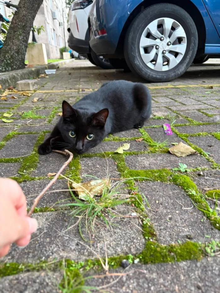 Gato raça SRD-ViraLata idade 7 a 11 meses nome Jorge