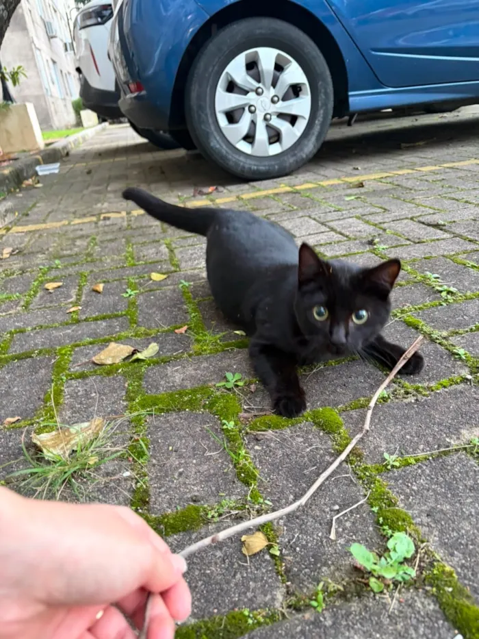 Gato raça SRD-ViraLata idade 7 a 11 meses nome Jorge