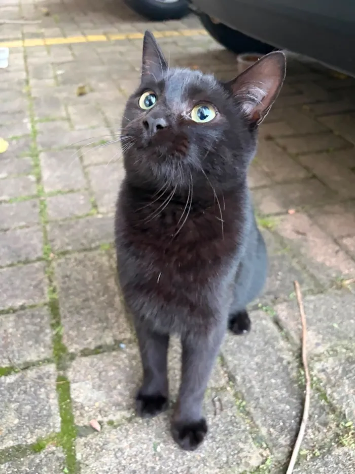 Gato raça SRD-ViraLata idade 7 a 11 meses nome Jorge