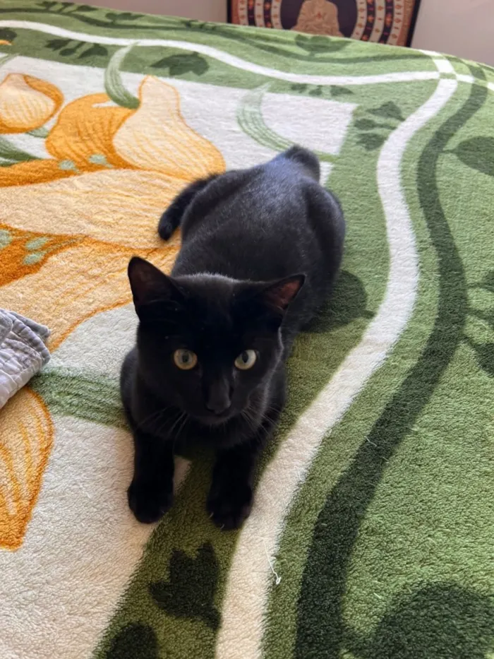 Gato raça SRD-ViraLata idade 7 a 11 meses nome Jorge