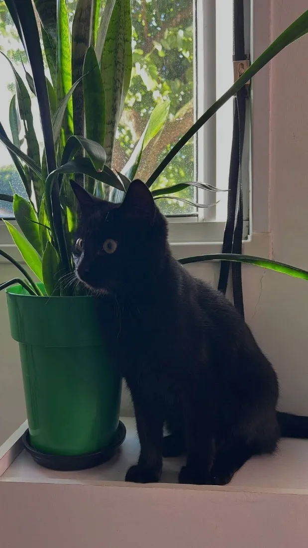 Gato raça SRD-ViraLata idade 7 a 11 meses nome Jorge