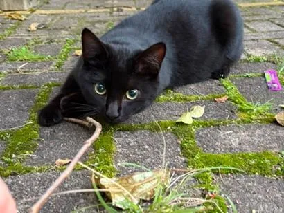 Gato raça SRD-ViraLata idade 7 a 11 meses nome Jorge