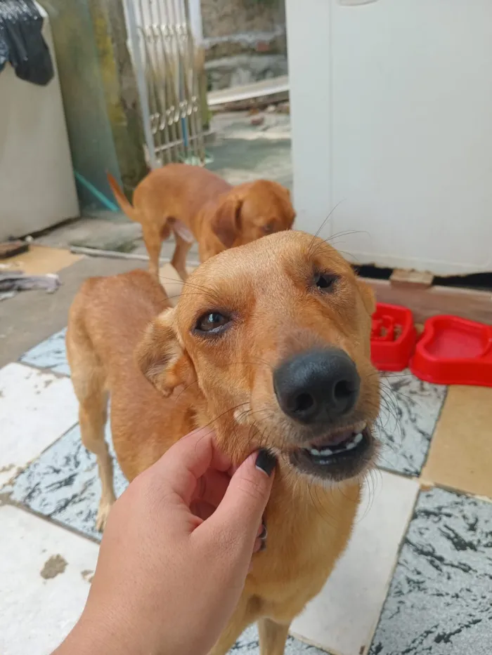 Cachorro raça SRD-ViraLata idade 3 anos nome Steve