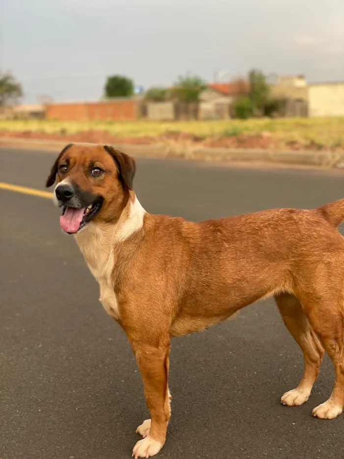 Cachorro raça SRD-ViraLata idade 3 anos nome A branca se chama Macha e a marrom Bel 