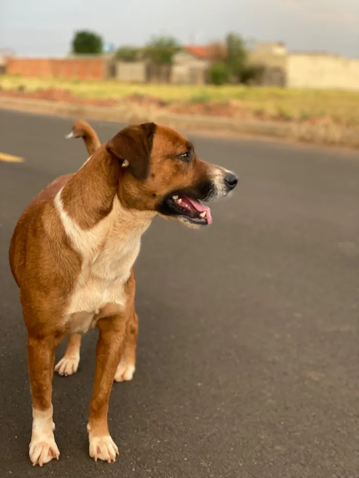 Cachorro raça SRD-ViraLata idade 3 anos nome A branca se chama Macha e a marrom Bel 