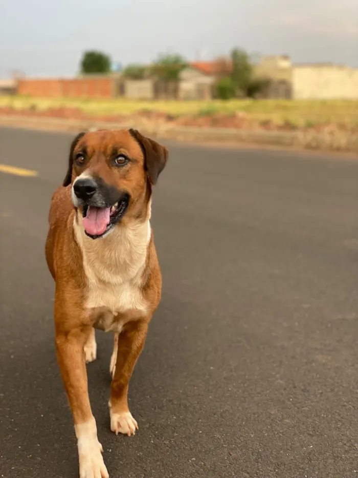 Cachorro raça SRD-ViraLata idade 3 anos nome A branca se chama Macha e a marrom Bel 